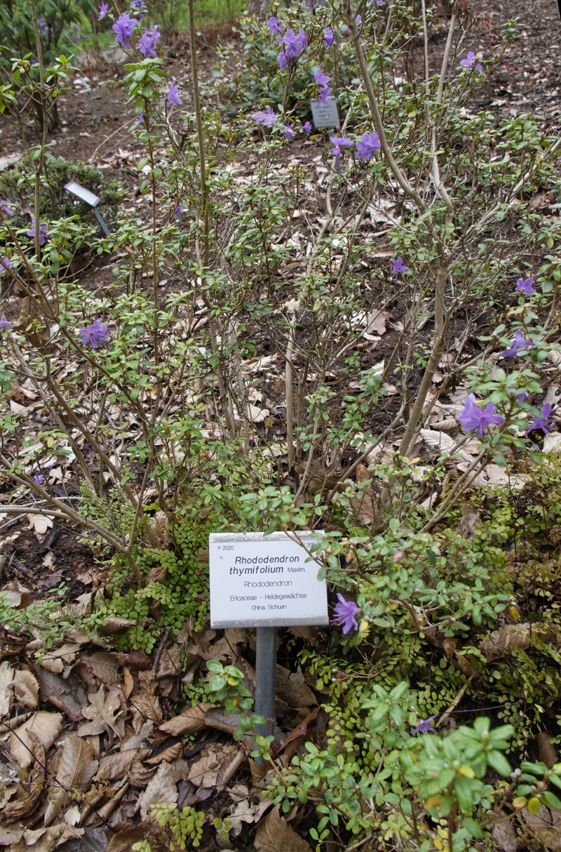 Rhododendron thymifolium