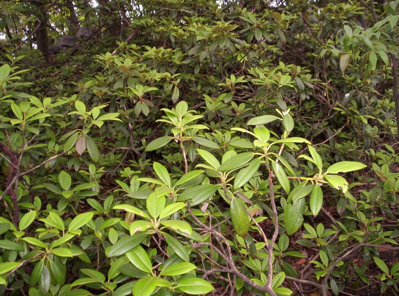 Rhododendron tianmenshanense