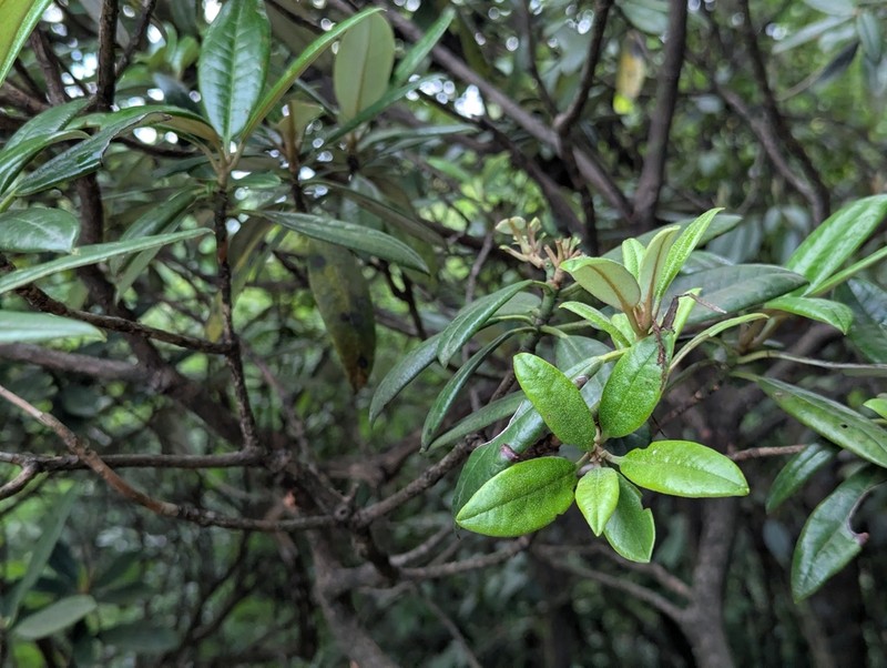 Rhododendron tianmenshanense photo 3