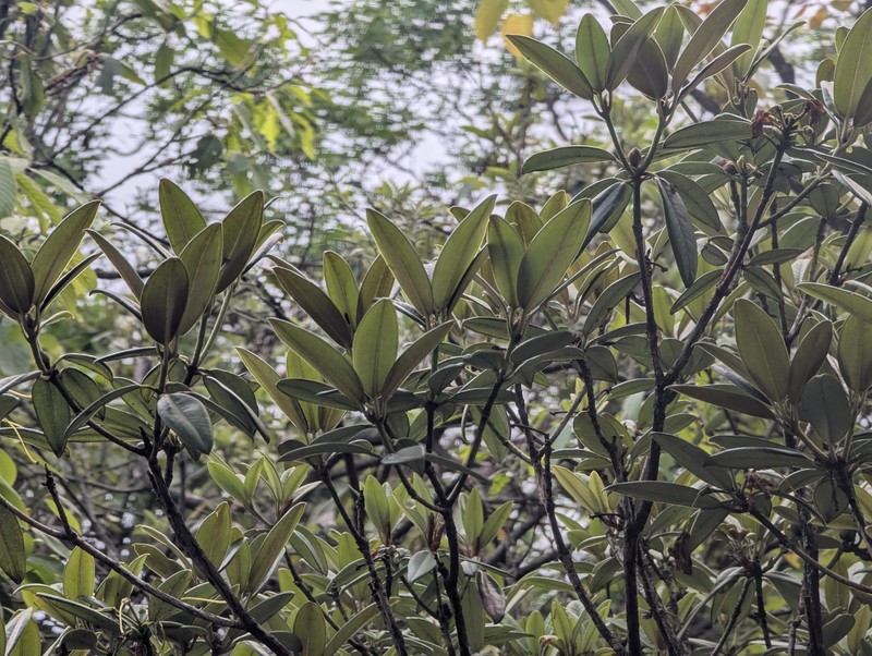 Rhododendron tianmenshanense photo 4