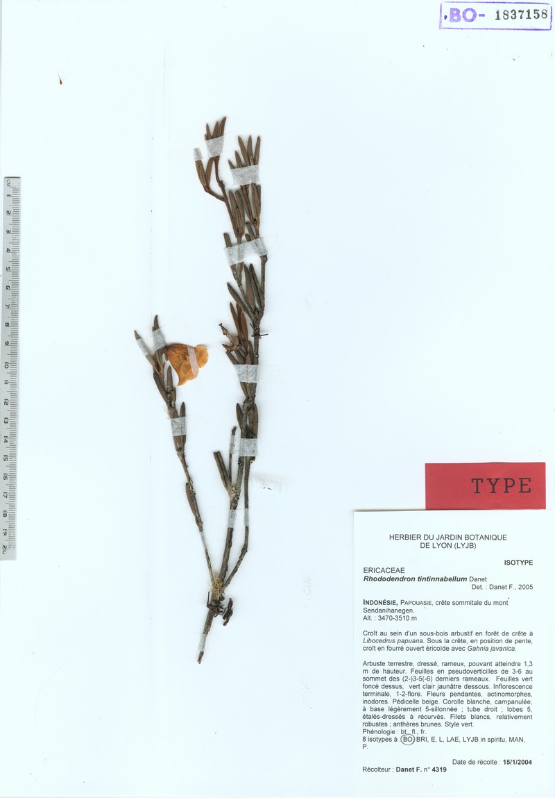 Rhododendron tintinnabellum