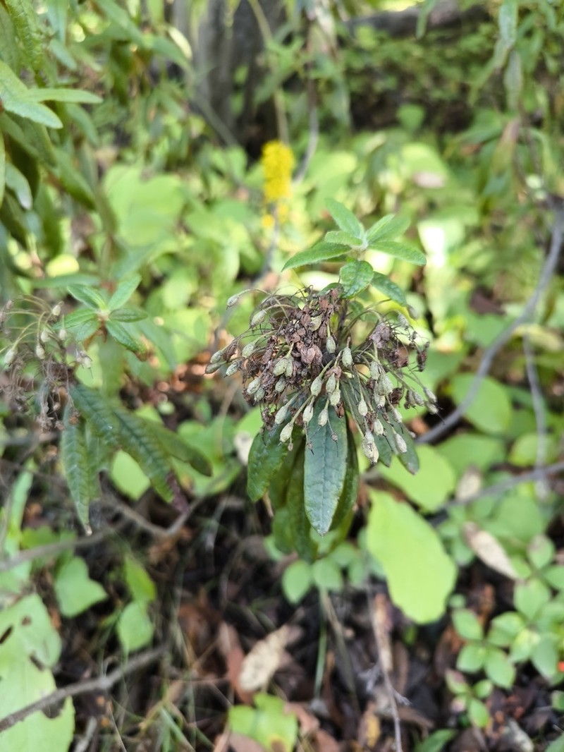 Rhododendron tolmachevii photo 2
