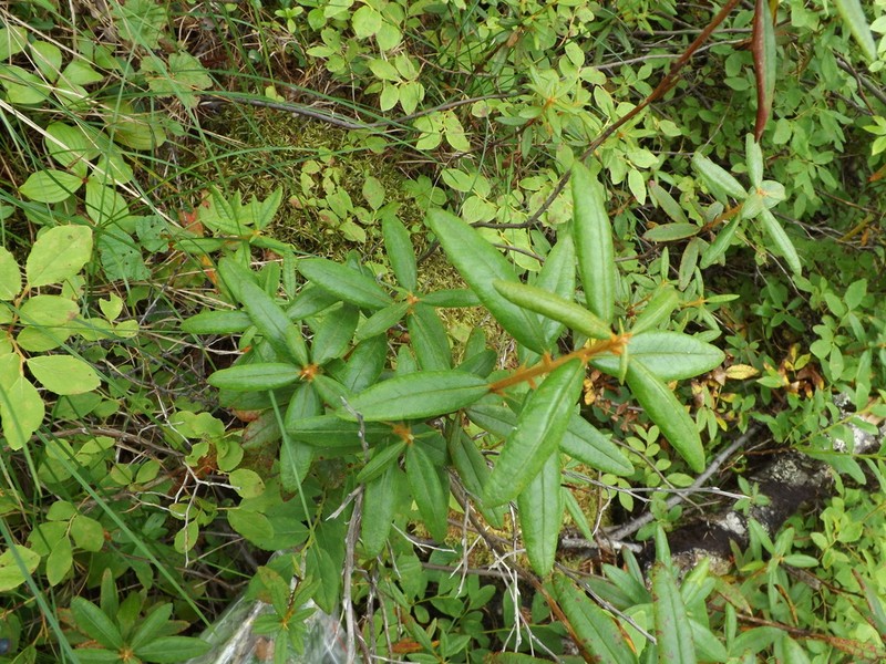 Rhododendron tolmachevii photo 3
