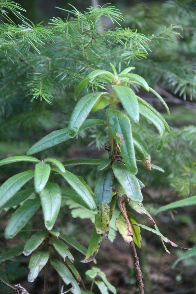 Rhododendron tolmachevii photo 4