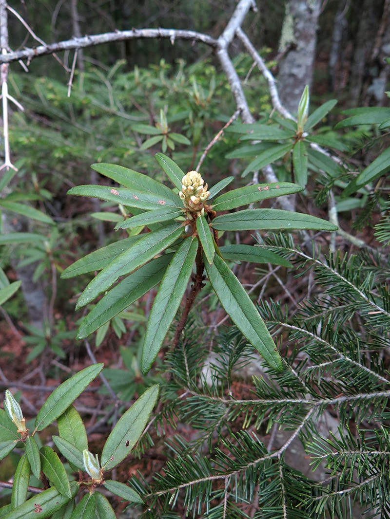Rhododendron tolmachevii photo 5