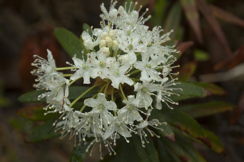 Rhododendron tolmachevii photo 6