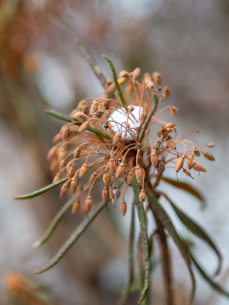Marsh Labrador Tea