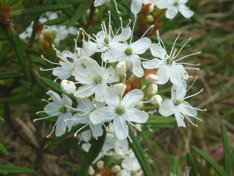 Marsh Labrador Tea photo 2