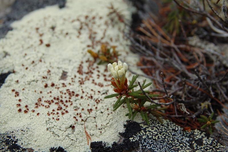 Marsh Labrador Tea photo 3