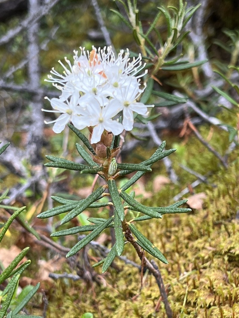 Marsh Labrador Tea photo 4