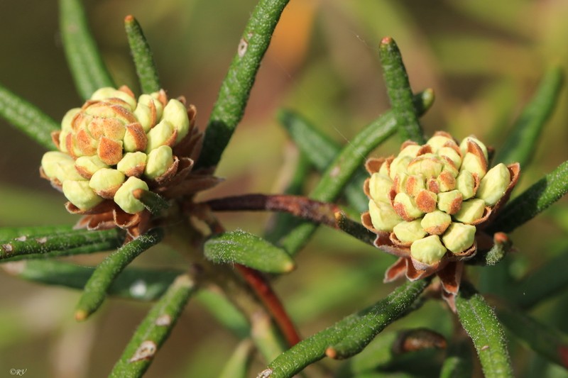 Marsh Labrador Tea photo 5