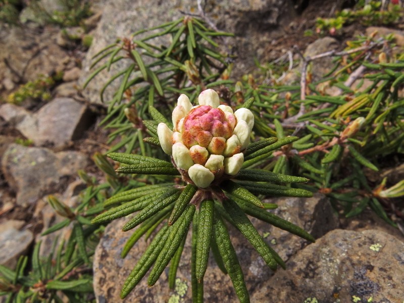 Marsh Labrador Tea photo 6