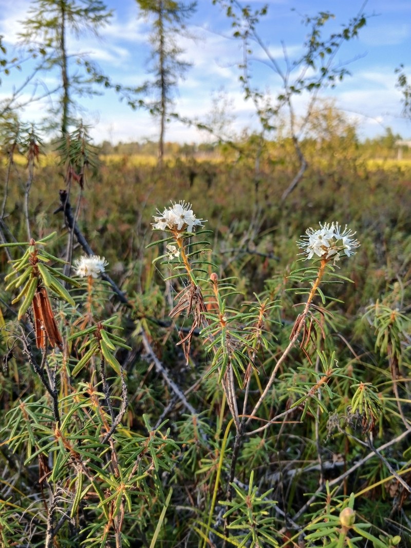 Marsh Labrador Tea photo 7