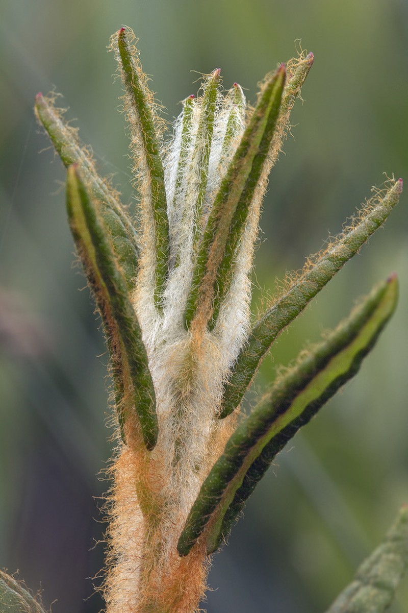 Marsh Labrador Tea photo 8