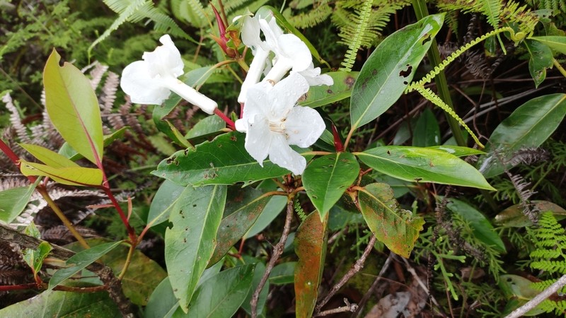 Rhododendron torajaense photo 2