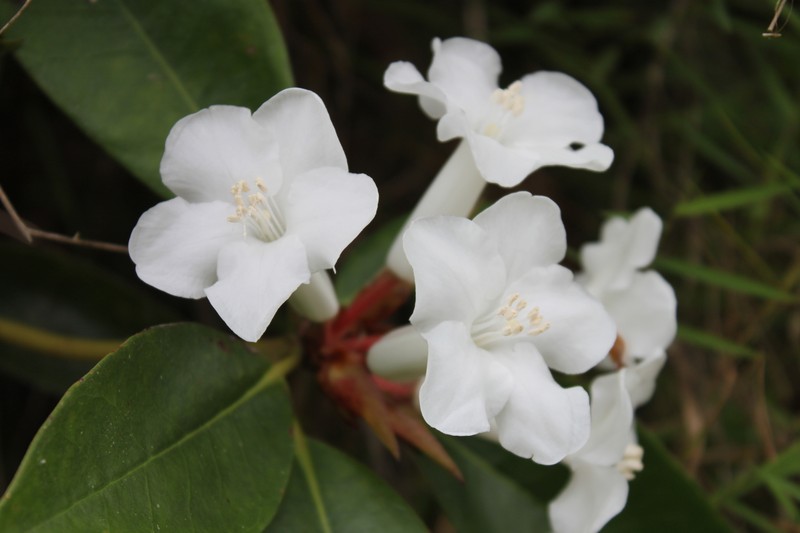Rhododendron torajaense photo 3