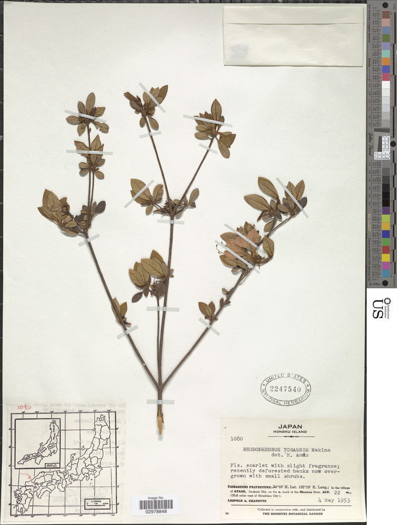 Rhododendron tosaense photo 3