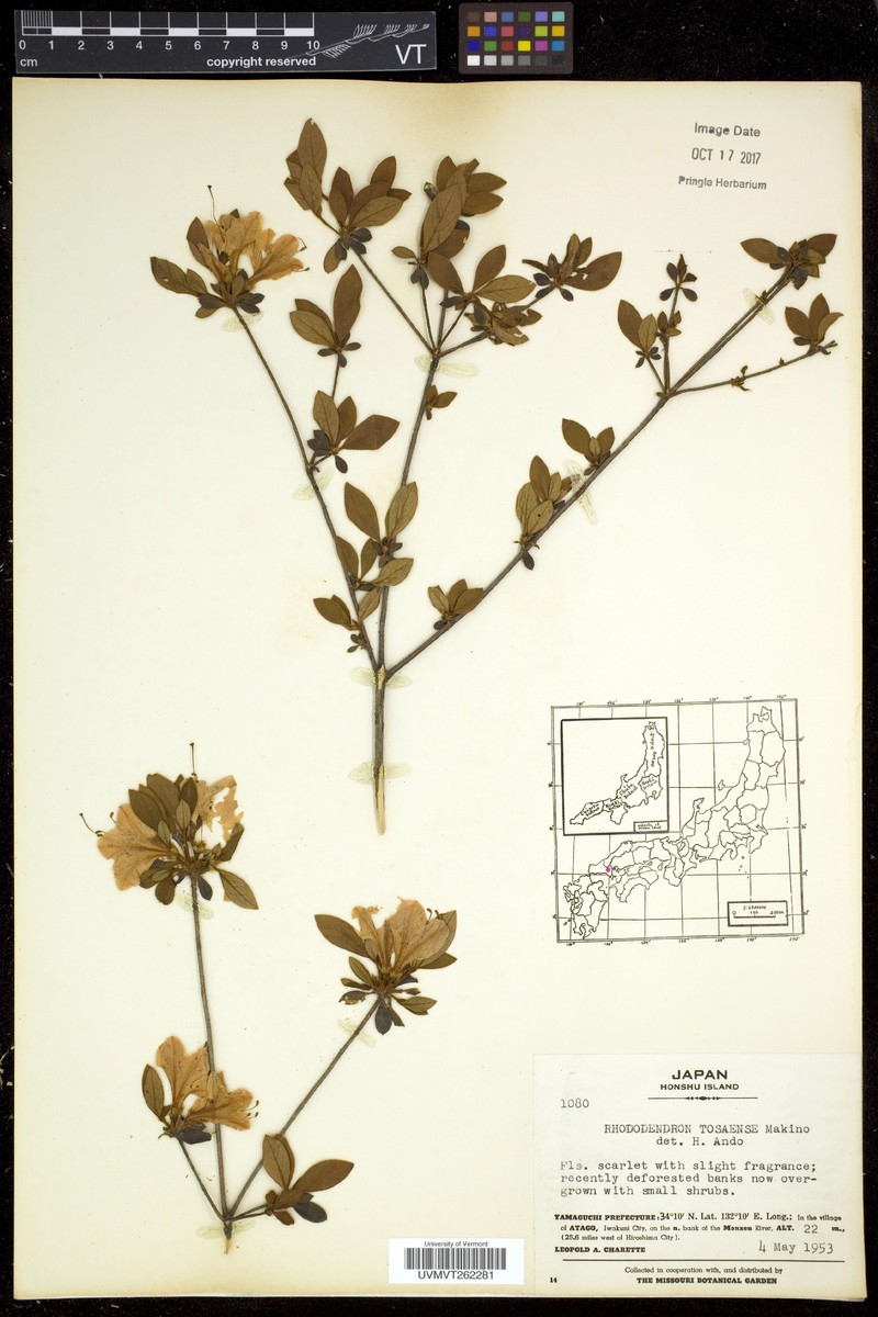 Rhododendron tosaense photo 4