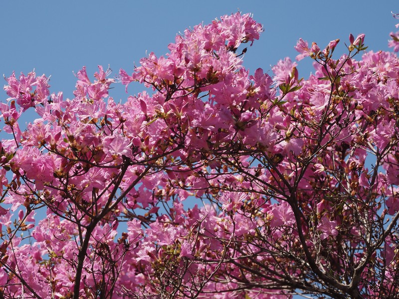 Rhododendron tosaense