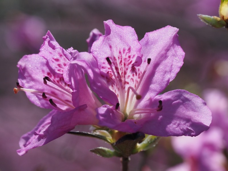 Rhododendron tosaense photo 5