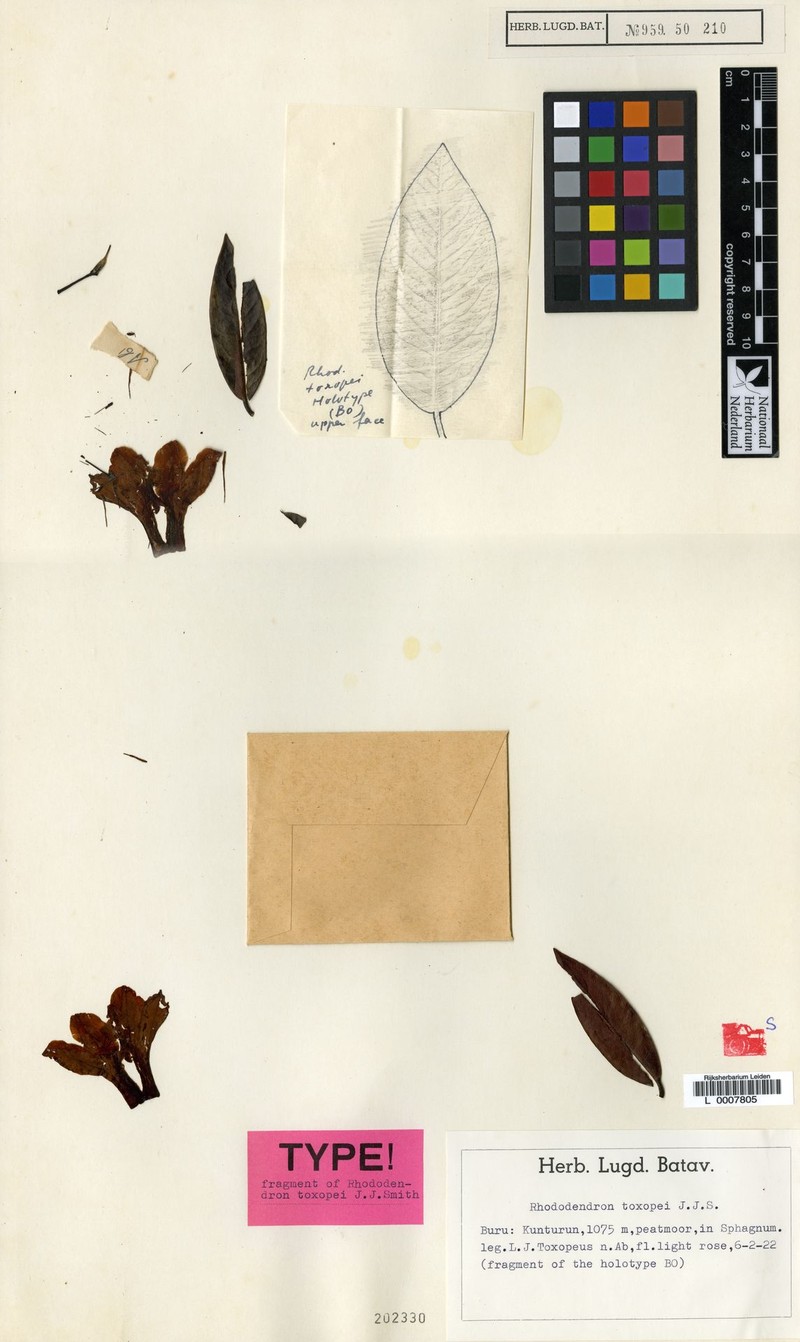 Rhododendron toxopei