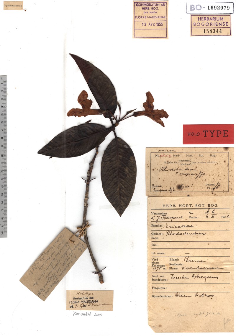 Rhododendron toxopei photo 2