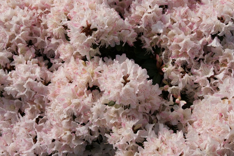 Rhododendron traillianum