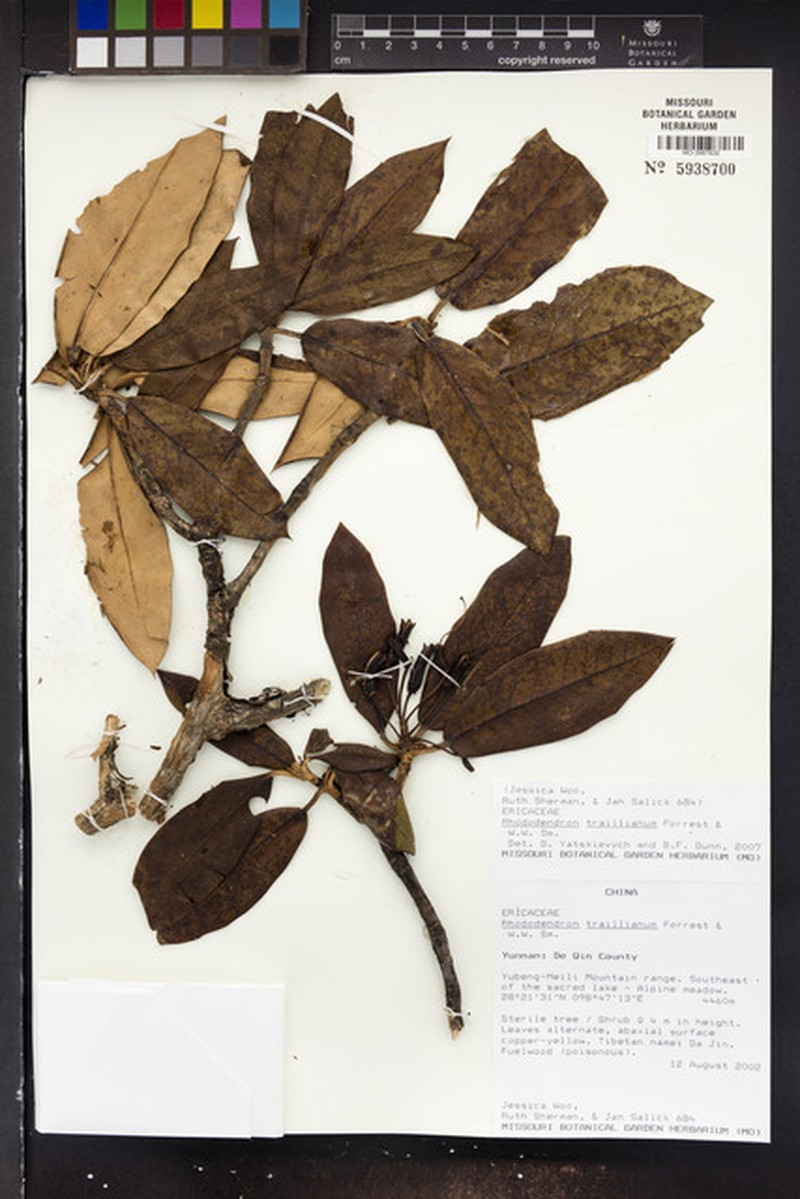 Rhododendron traillianum photo 3