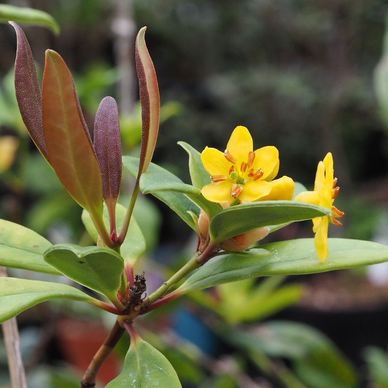 Rhododendron trancongii