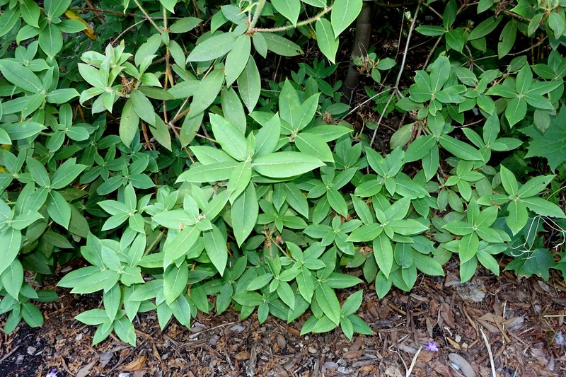 Rhododendron trichanthum