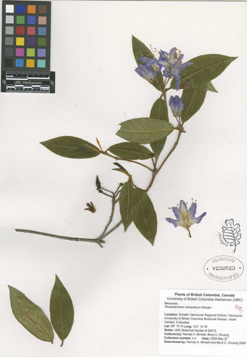 Rhododendron trichanthum photo 2
