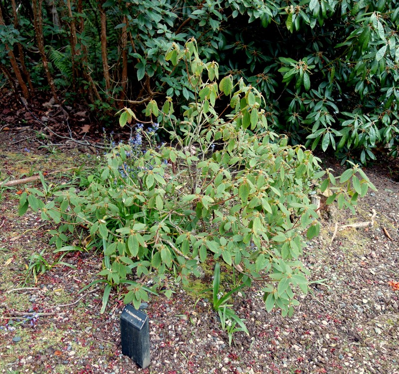Rhododendron trichanthum photo 4