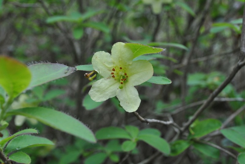 Rhododendron trichocladum