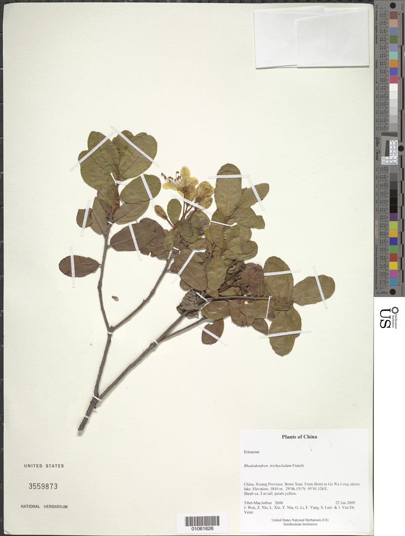 Rhododendron trichocladum photo 2