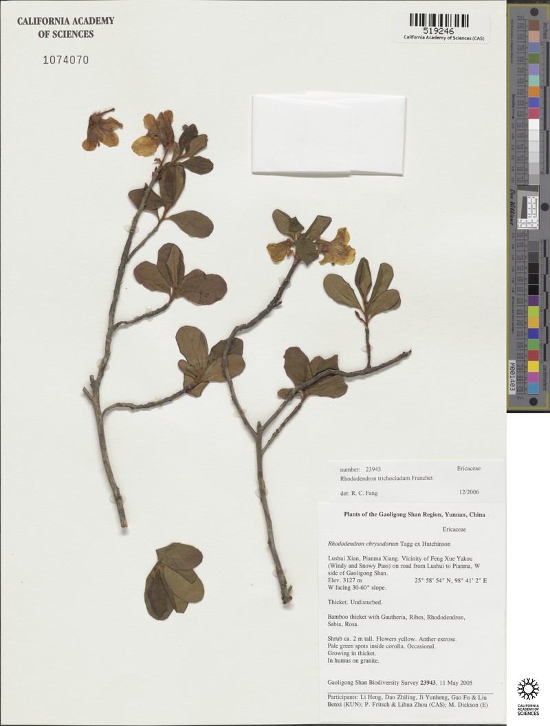 Rhododendron trichocladum photo 4