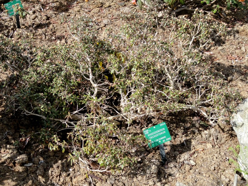 Rhododendron trichostomum