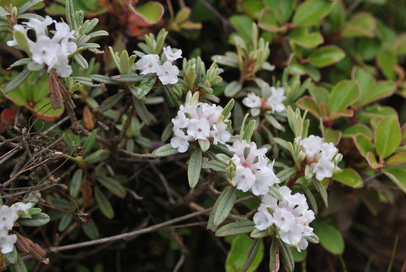 Rhododendron trichostomum photo 2