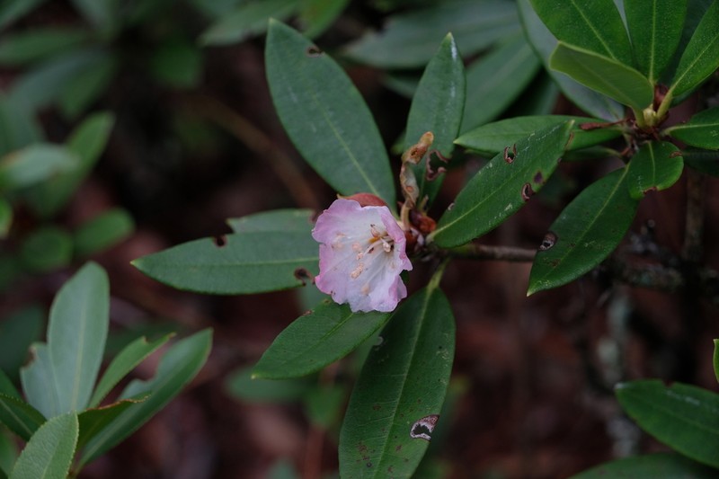 Rhododendron trichostomum photo 3