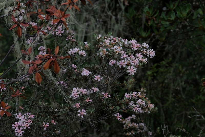 Rhododendron trichostomum photo 4