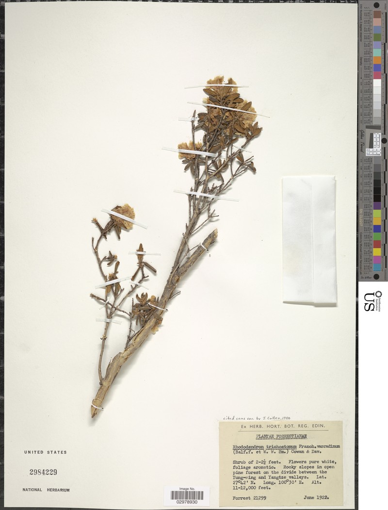 Rhododendron trichostomum photo 5