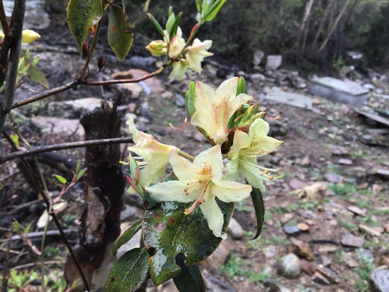 Rhododendron triflorum