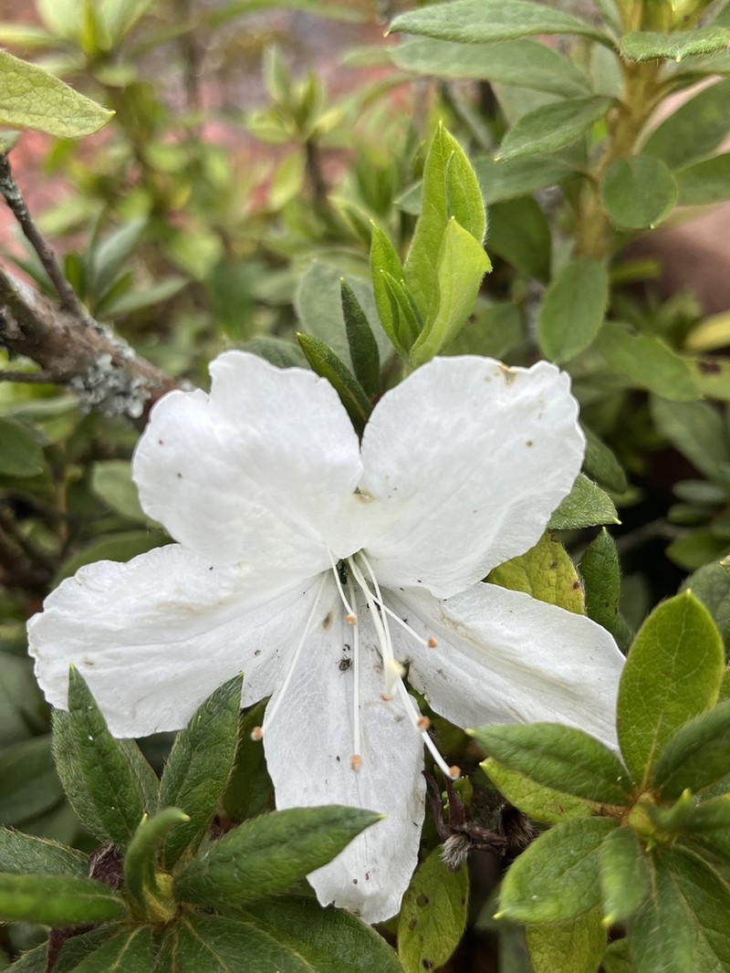 Rhododendron triflorum photo 2