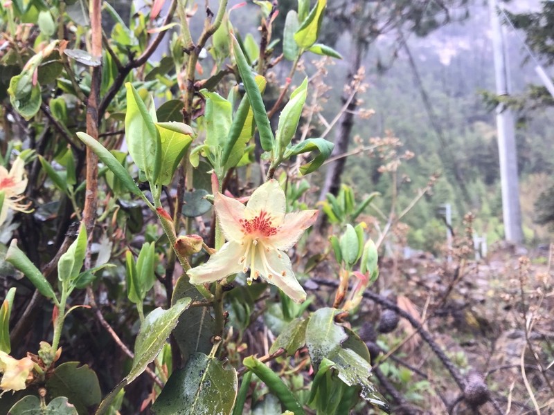 Rhododendron triflorum photo 3