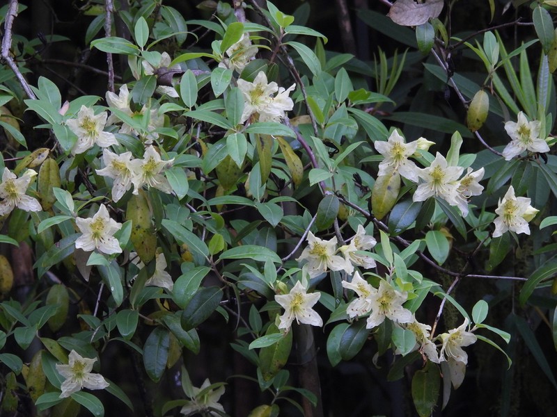 Rhododendron triflorum photo 4