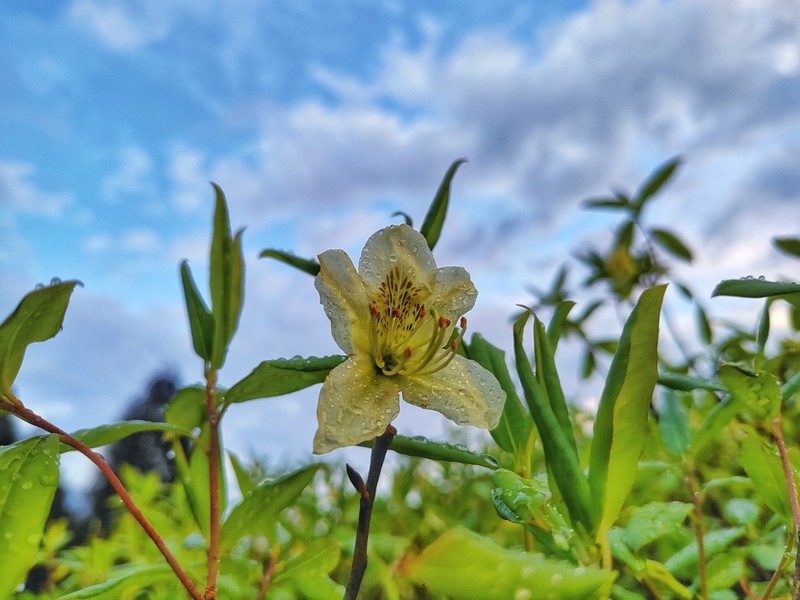 Rhododendron triflorum photo 5