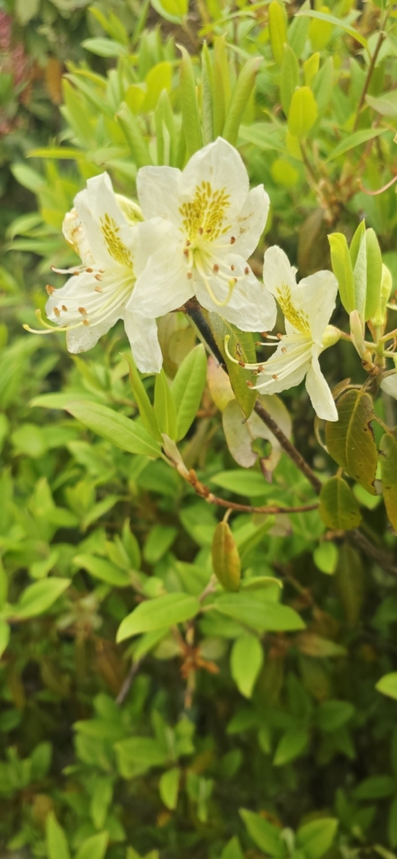 Rhododendron triflorum photo 6