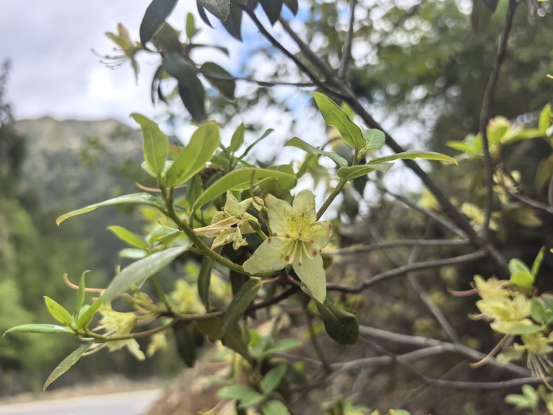 Rhododendron triflorum photo 7