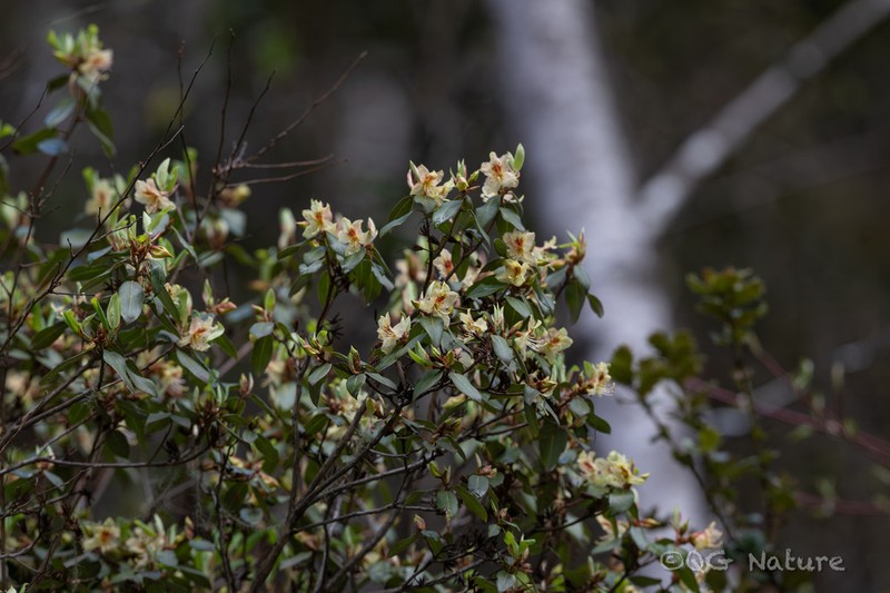 Rhododendron triflorum photo 8