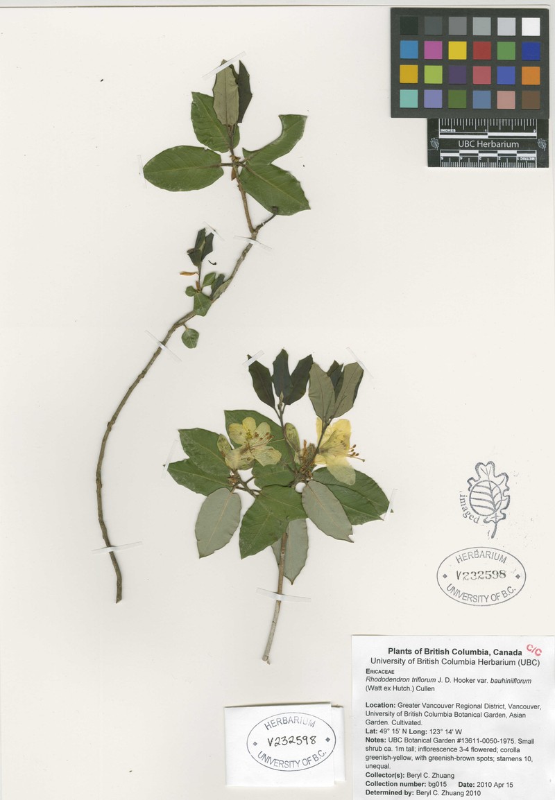 Rhododendron triflorum subsp. triflorum