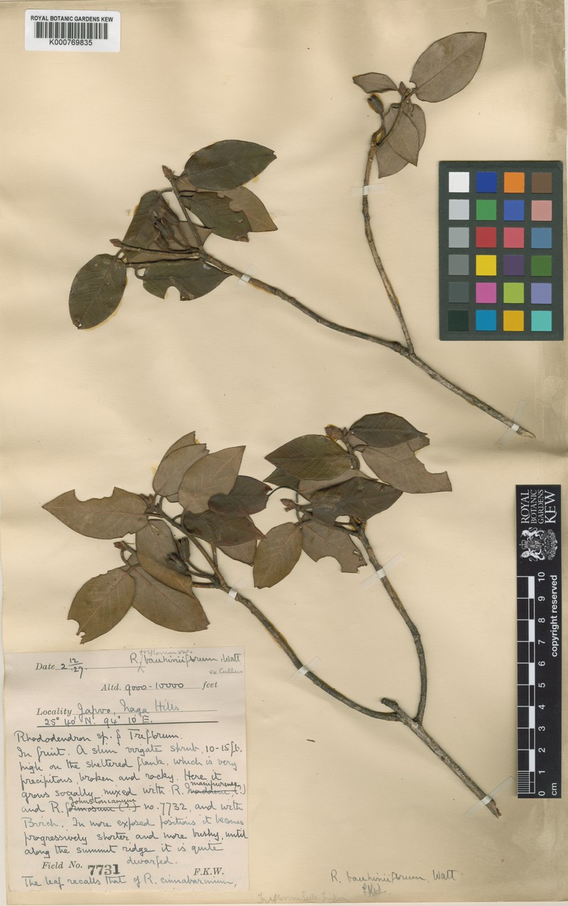 Rhododendron triflorum subsp. triflorum photo 2